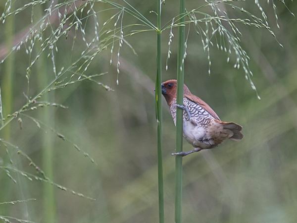 <h3><a href="/trips/srilanka/biota/animalia/chordata/aves/040 passeriformes/115 estrildidae/lonchura punctulata/lonchura punctulata-nl.html">Lonchura&nbsp;punctulata</a> / Scaly‑breasted&nbsp;munia / Muskaatvink</h3>NIKON D500 met AF-S Nikkor 300mm f/2.8G IF-ED VR II, 1/320 sec  bij F3.2, ISO 200, afstand 14.9&nbsp;m